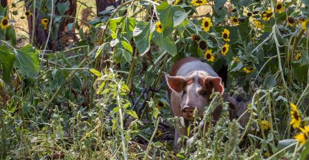 Regenerative agriculture incorporates a range of activities, from inviting livestock, such as this piglet, into crop farming to planting regenerative cover crops